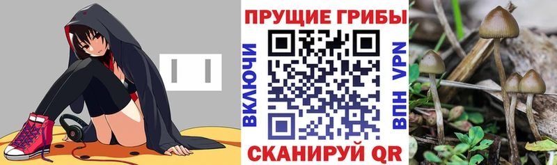 Галлюциногенные грибы Psilocybe Костерёво